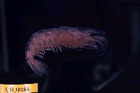 藏品(臺灣沼蝦)的圖片